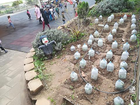 Utilização de garrafão e plástico na plantação de beringela, pimento e morango. .